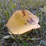 IMG_20110921_100802