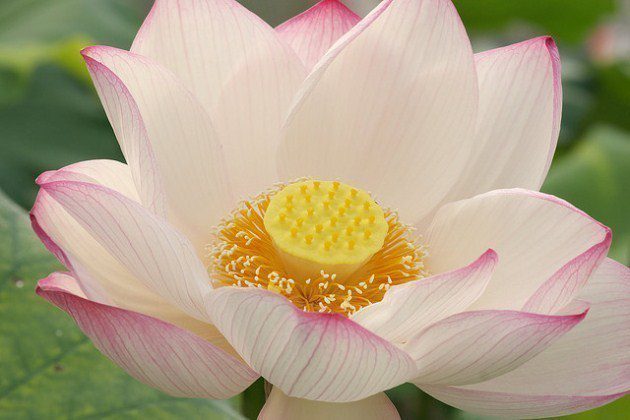 Lotus Lotus
