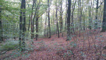 PIC000063