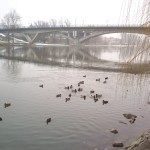 dsc 0060