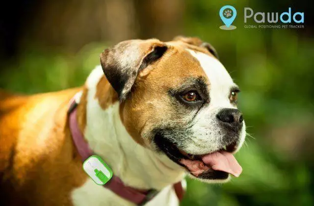 pawda ico