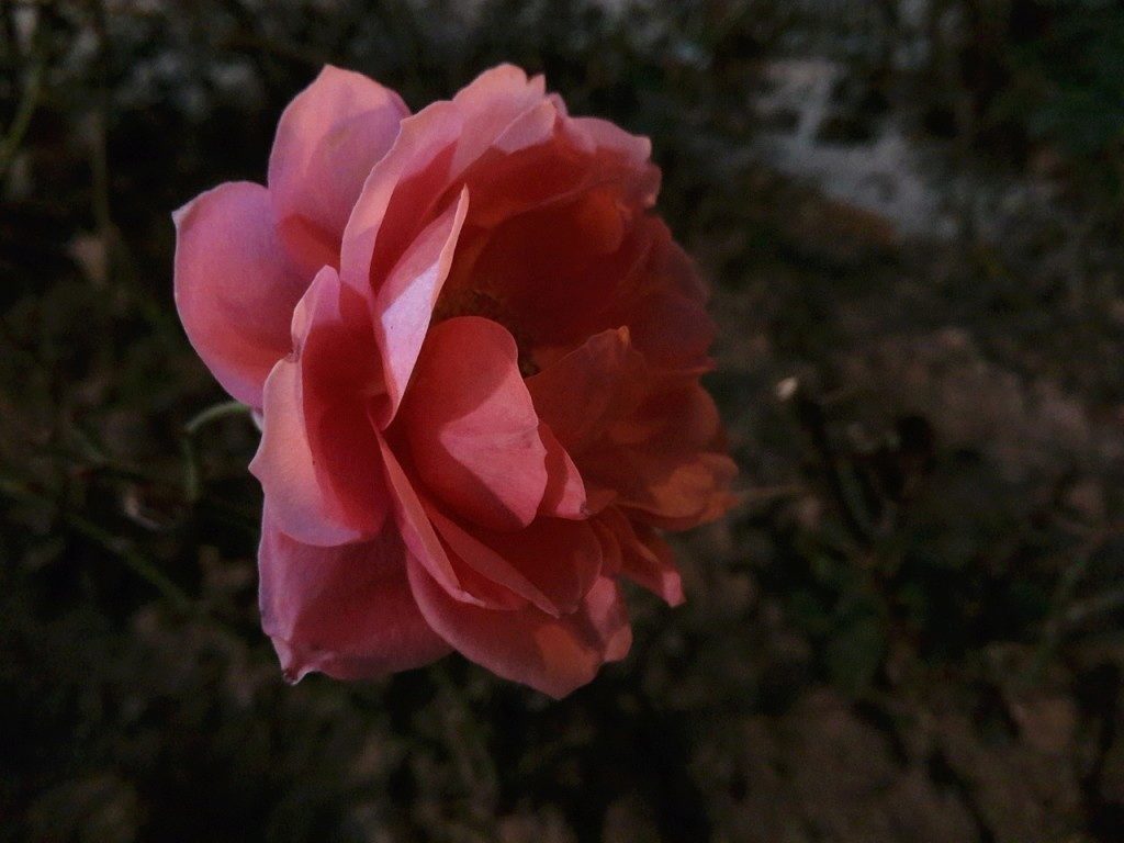 foto mx4 pro 1