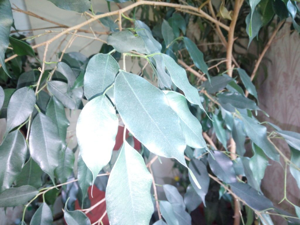 iNew V3 Plus pořízená fotografie 6