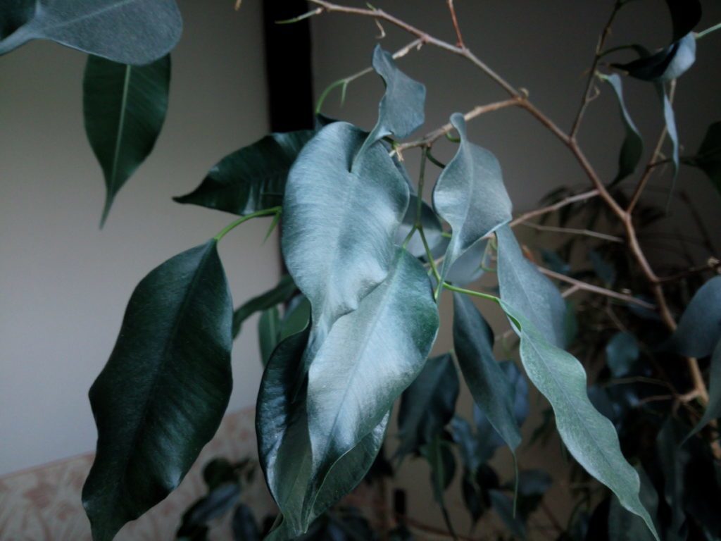 iNew V3 Plus pořízená fotografie 7
