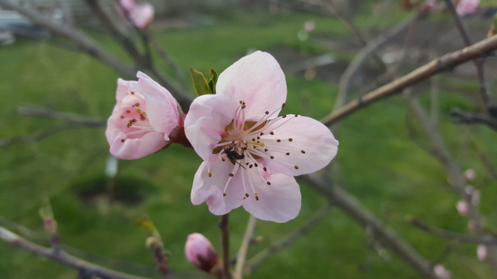 Samsung Galaxy S6 Edge pořízené fotografie 9