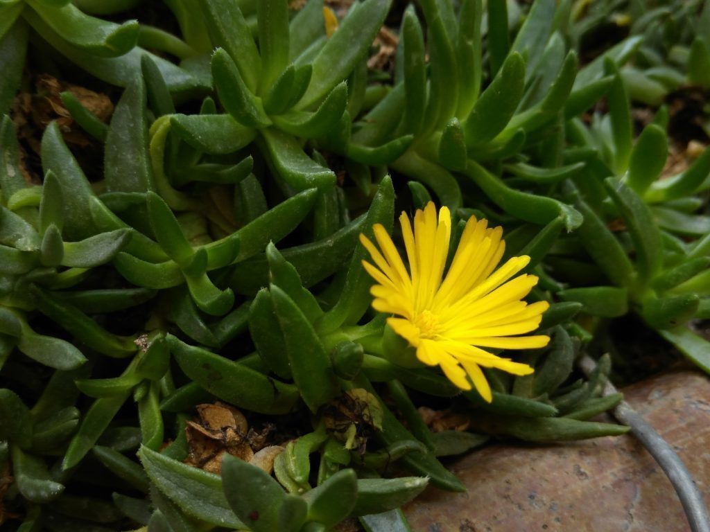 Lenovo Vibe Shot foto 3