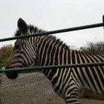 LG G3s – pořízené fotografie (6)