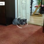 Asus ZenFone 2 Laser – fotoaparát – průběh ostření