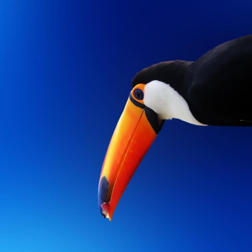 High Contrast Colorful Toucan 2048x2048