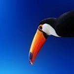 High-Contrast-Colorful-Toucan-2048×2048