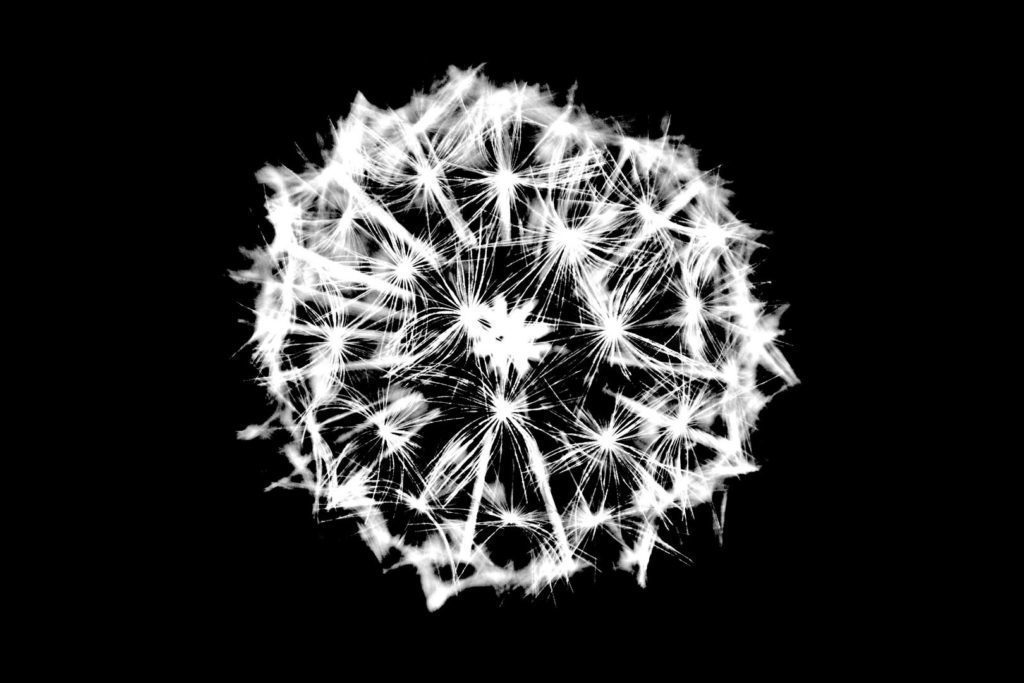 dandelion contrast