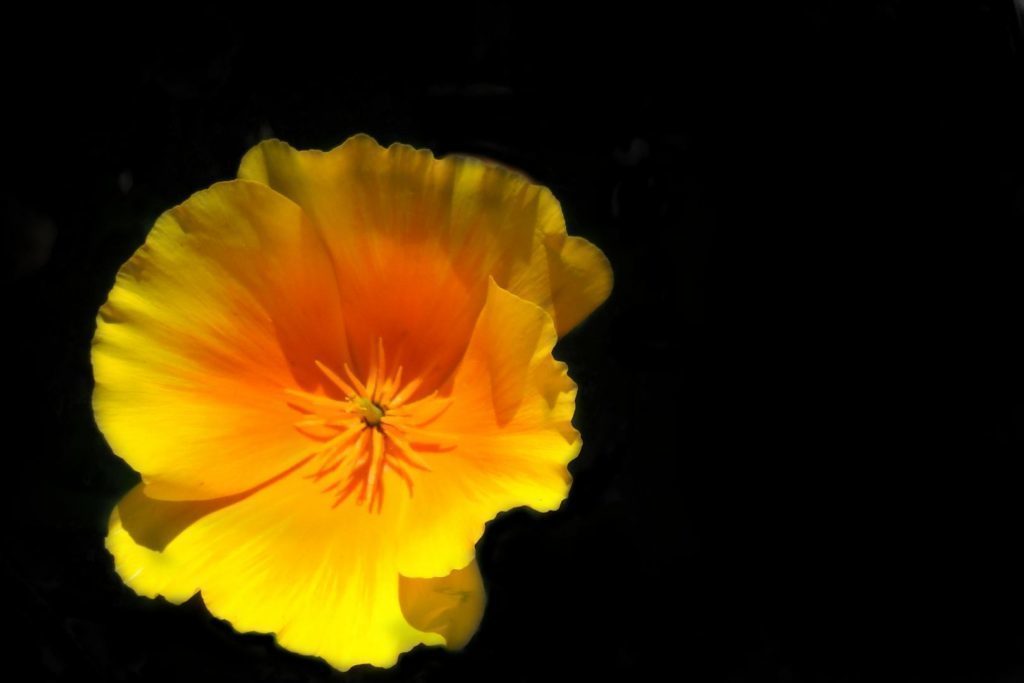 high contrast by soulsucker13