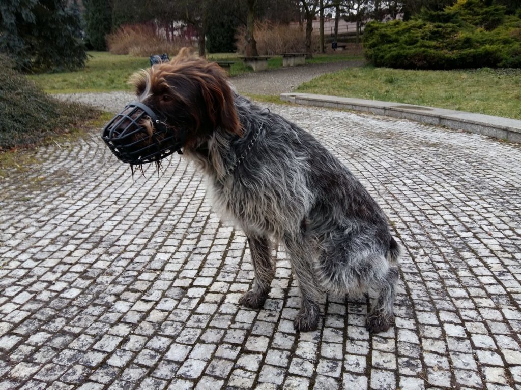 Samsung Galaxy A5 pořízené fotografie 7