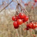 Samsung Galaxy S7 test foto 22