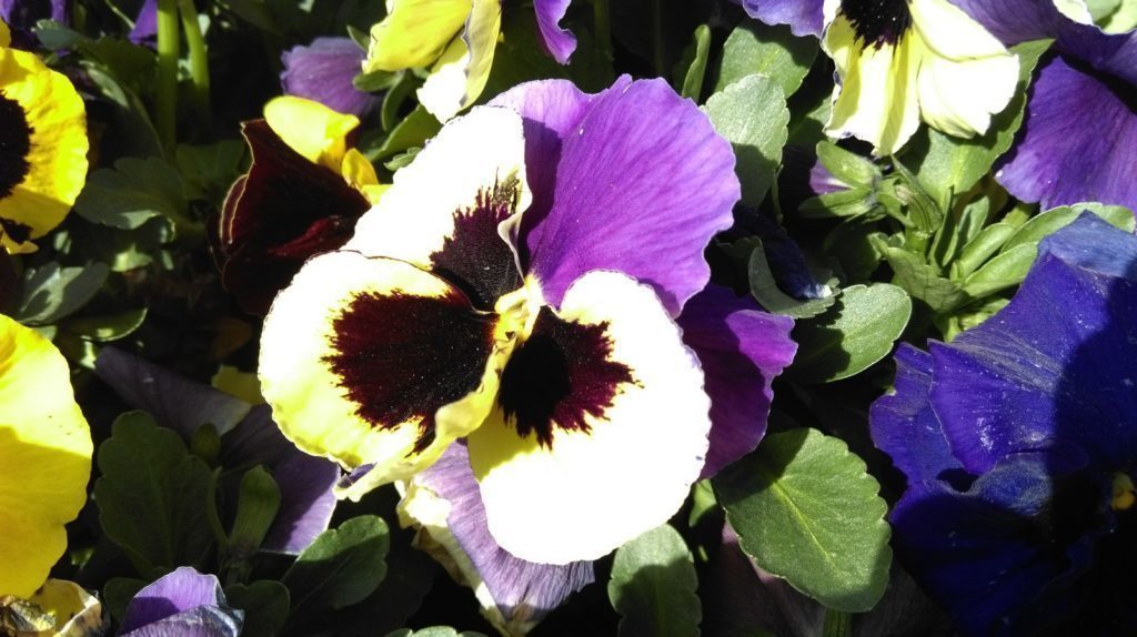 HTC Desire 820 pořízené fotografie 1