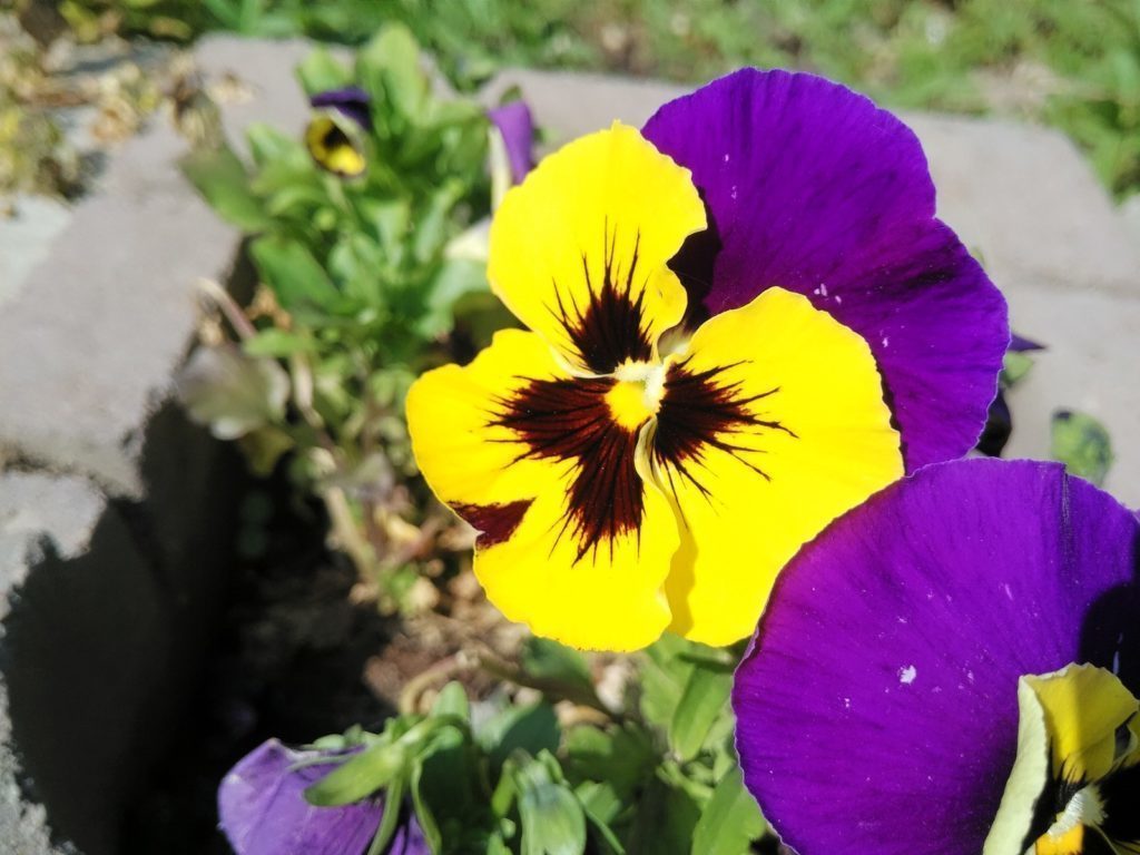 Xiaomi Mi4i pořízené fotografie 12