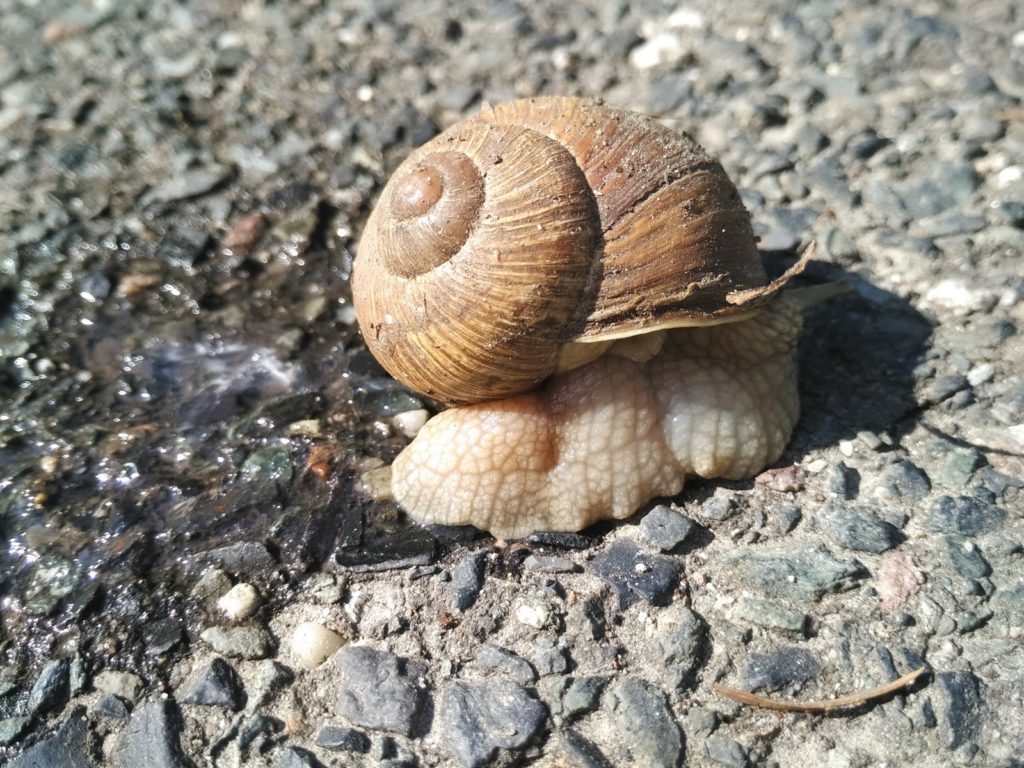 Xiaomi Mi4i pořízené fotografie 14