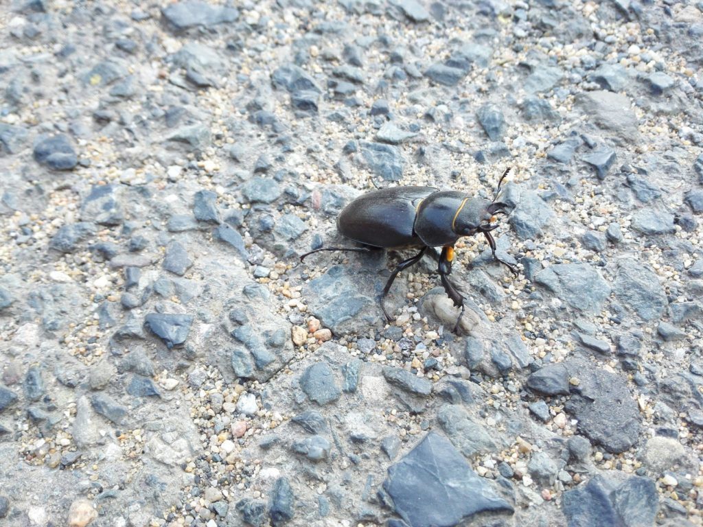 Honor 6 Plus pořízené fotografie 13