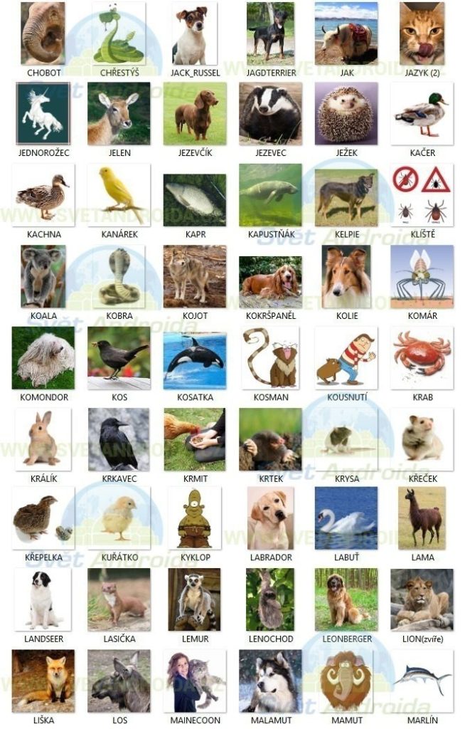 pixwords_answers_help_zvirata pixwords_answers_help_zvirata