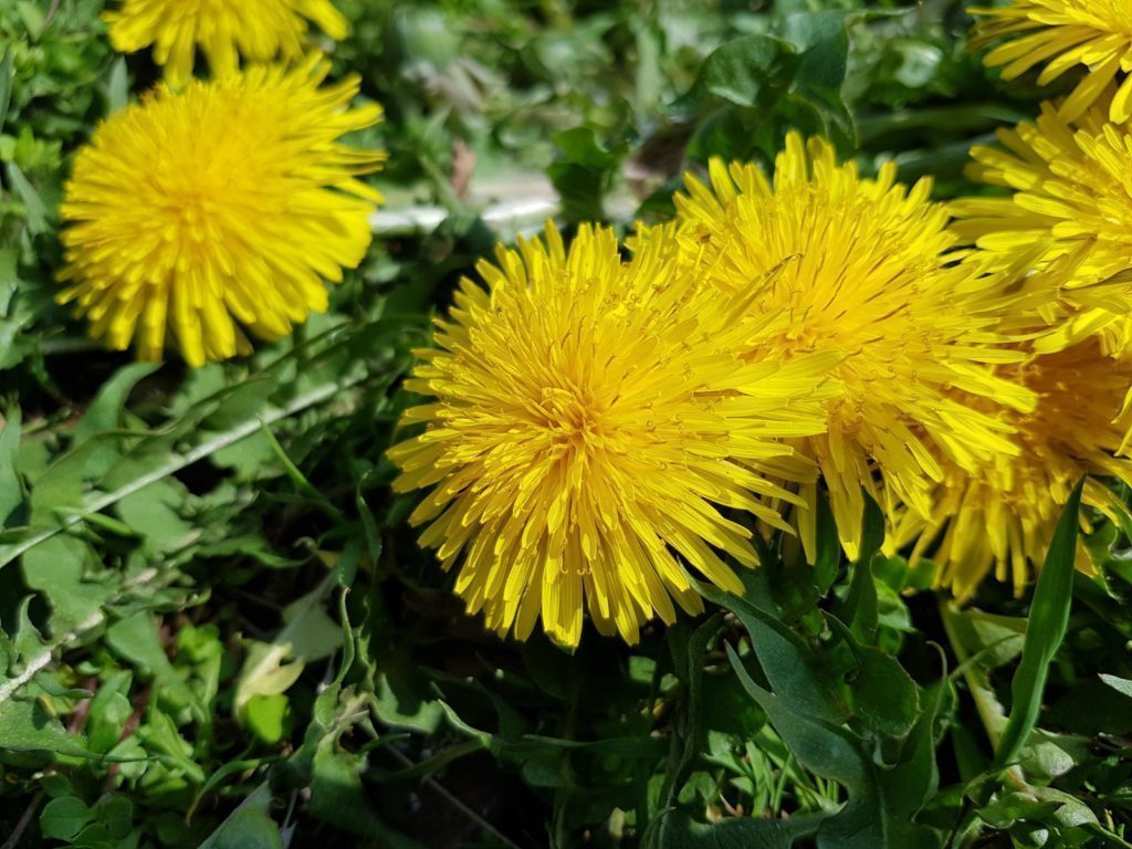 Samsung Galaxy S8 fotografie 14