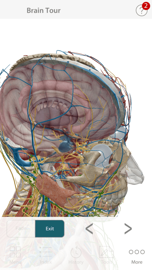 Anatomie cloveka 10