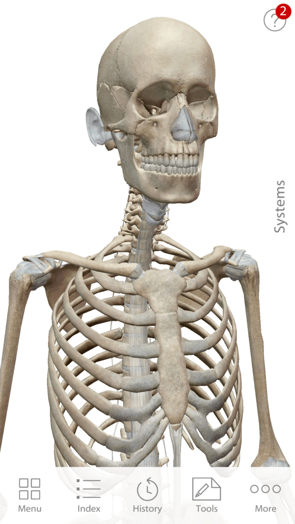 Anatomie cloveka 11