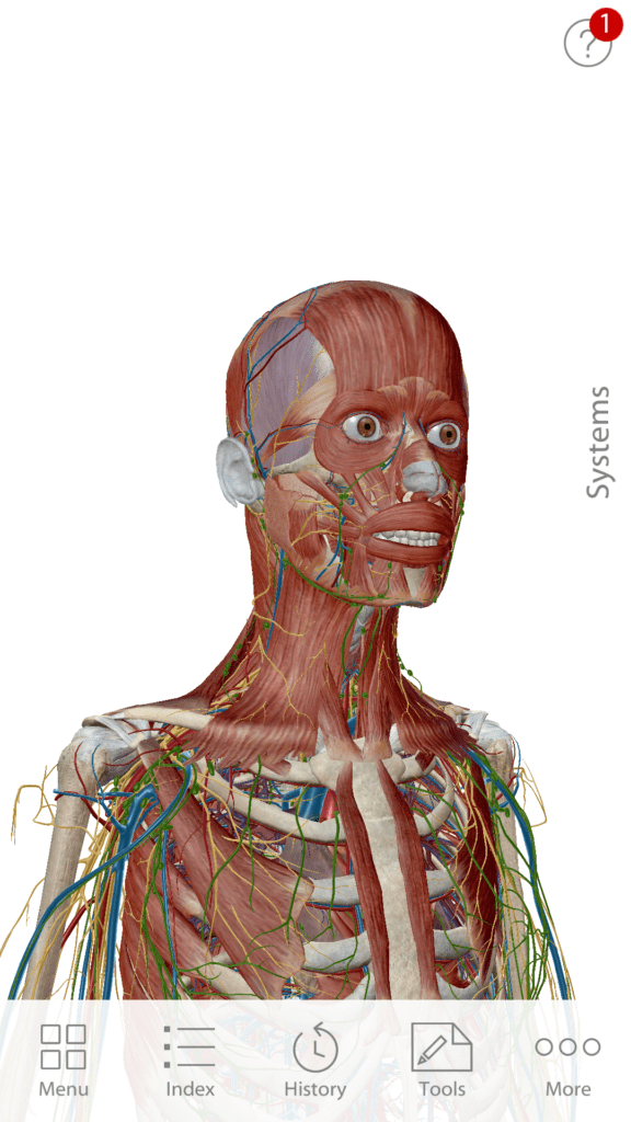 Anatomie cloveka 2