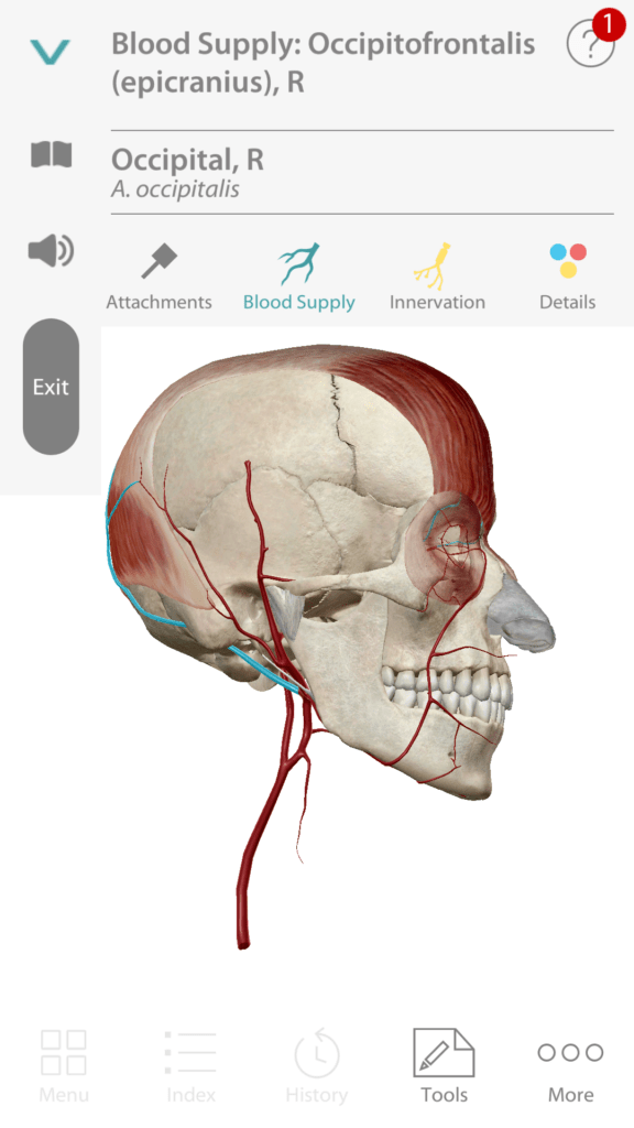 Anatomie cloveka 3