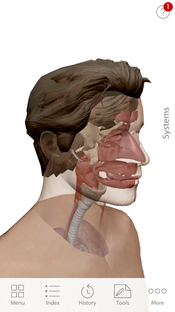 Anatomie cloveka 5