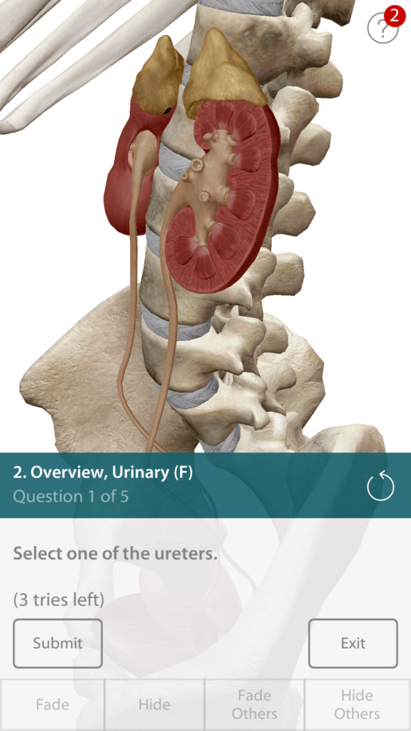 Anatomie cloveka 9