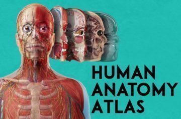 Human Anatomy Atlas: Podrobná anatomie člověka do kapsy