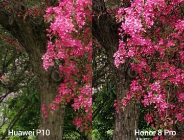 porovnani foto – P10 vs 8 Pro 4