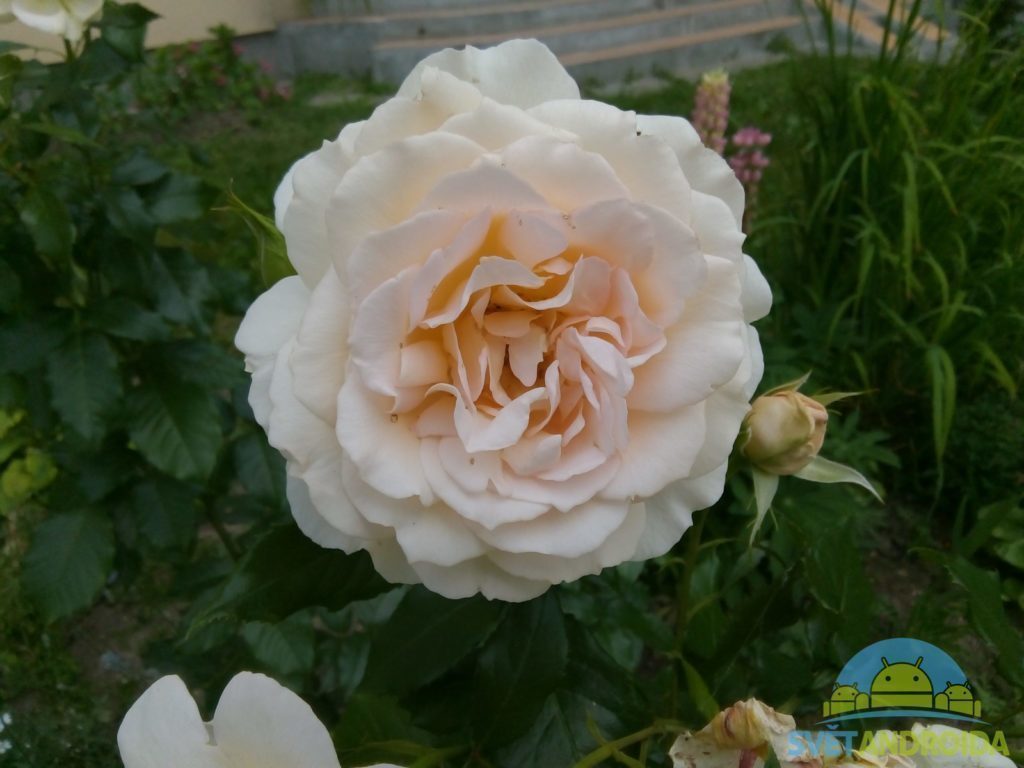 Nokia 3 porizene fotografie 1