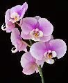 orchidej