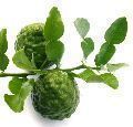 bergamot