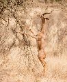 gerenuk