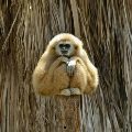 gibbon