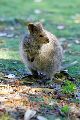 klokan quokka