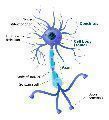 neuron