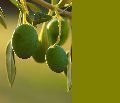 olivová