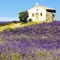 provence