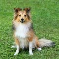 sheltie