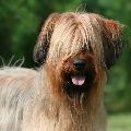 BRIARD