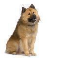 EURASIER