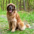 LEONBERGER