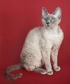 devon rex