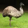 emu