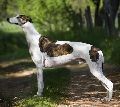 greyhound