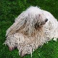 komondor