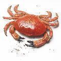 krab